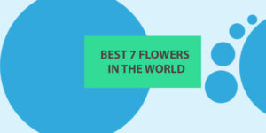 7 Flowers In The World