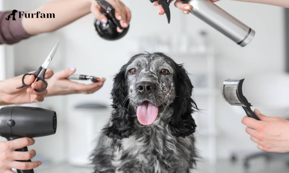 6 Ways to Get Rid of Fleas for Your Dog